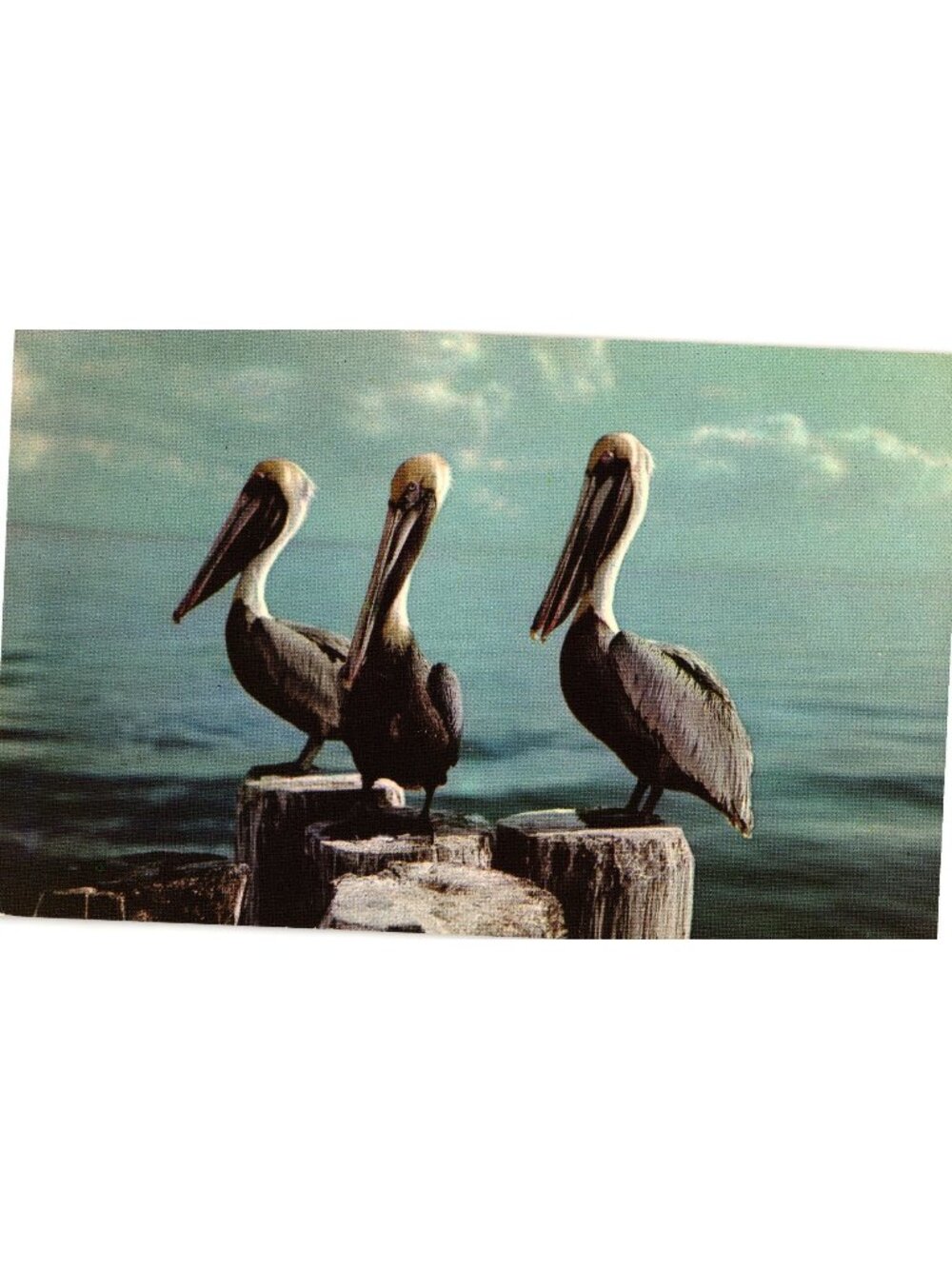 Pelicans On Posts Everglades Florida Postcard 1950s Natural Color Gulf Stream